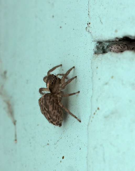 Pseudeuophrys sp., forse lanigera. Ma  la stessa specie?